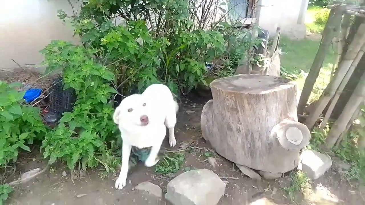 Dogs killed a fox,Wild Dog Encounter! 🐶🦊 | Funny & Cute Animal Video”