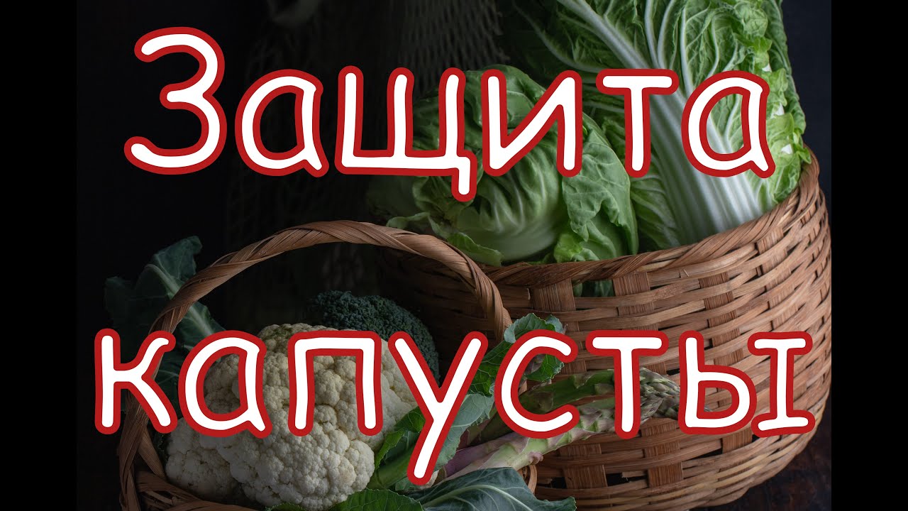 Защита капусты. Технология от Аллея Вкуса