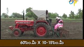 Rabi redgram cultivation practices in Telangana