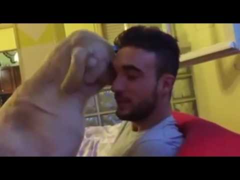 Perro pide perdon a su dueño