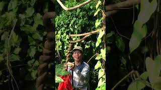 Mga Baging Pulupot at Sumbalik na Baging