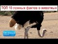 ТОП 10 ложных фактов о животных