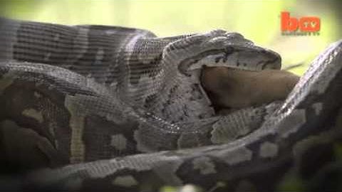 Python Caught On Camera Devouring Impala