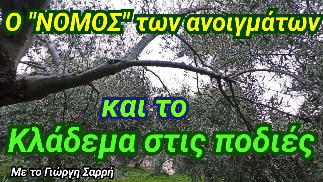 Κλάδεμα ελιάς- ΣΕΜΙΝΑΡΙΑΚΟ- Πώς κλαδεύουμε τις ποδιές? Ο ΝΌΜΟΣ των ανοιγμάτων. Φως- Αέρας-