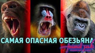 Самая опасная обезьяна по нападениям