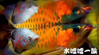 1150803 水噹噹一族