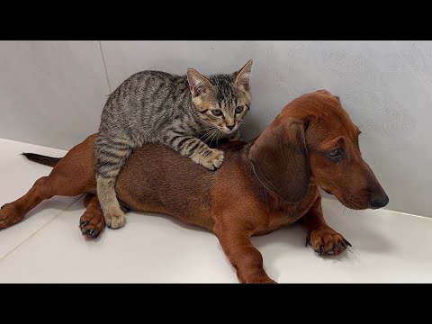 The kitten mistook the dachshund puppy for its mother and stayed close to the puppy the whole time.