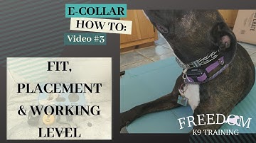 E-Collar How To: Fit, Placement & Finding Your Dog