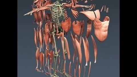 TÁC ĐỘNG CỘT SỐNG - 𝙎Ự 𝘾𝙊 𝘾Ơ & Đ𝙄Ể𝙈 𝙆Í𝘾𝙃 𝙃𝙊Ạ𝙏 ( 𝙏𝙧𝙞𝙜𝙜𝙚𝙧 𝙋𝙤𝙞𝙣𝙩 ) !!!