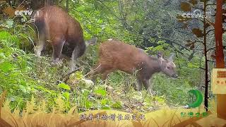《秘境之眼》 水鹿 20230612| CCTV