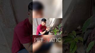 Panen telur kura-kura terus, bisa jadi bisnis menjanjikan!? #turtle #kurakura #kurakuraair
