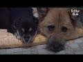 Dog Been Waiting For Her Owner Over The Years, Raising Pups Under Container (Part 2) |Kritter Klub