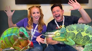 An Interview with Chameleon Academy Bill Strand by Neptune the Chameleon 2,329 views 7 months ago 38 minutes