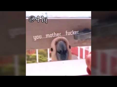يه يه يه يه يااااا