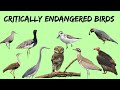 critically endangered birds in India || भारत के 10 संकट ग्रस्त पक्षी