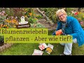 Wie tief muss ich Blumenzwiebeln pflanzen? Narzissen, Osterglocken, Tulpen, Kaiserkronen, Hyazinthen