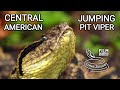 Venomous central american jumping pit viper metlapilcoatlus amazing venomous snake in costa rica