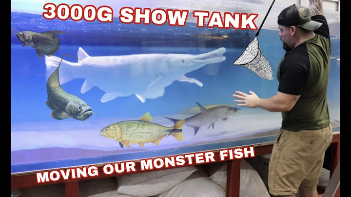 ADDING NEW MONSTER FISH TO OUR 3000G SHOW TANK