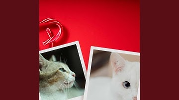 Wonderful Backdrops for Mysterious Cat