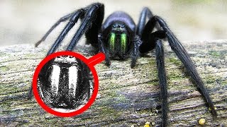 ПАУКИ. 15 невероятных фактов, о которых вы не знали. ПАУКИ. 15 невероятных фактов, о которых вы не знали.