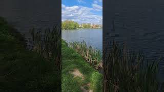 #beautifulukraine #nature #spring #lake #duck #duck swim #duck is rest #nature and rest #spring mood