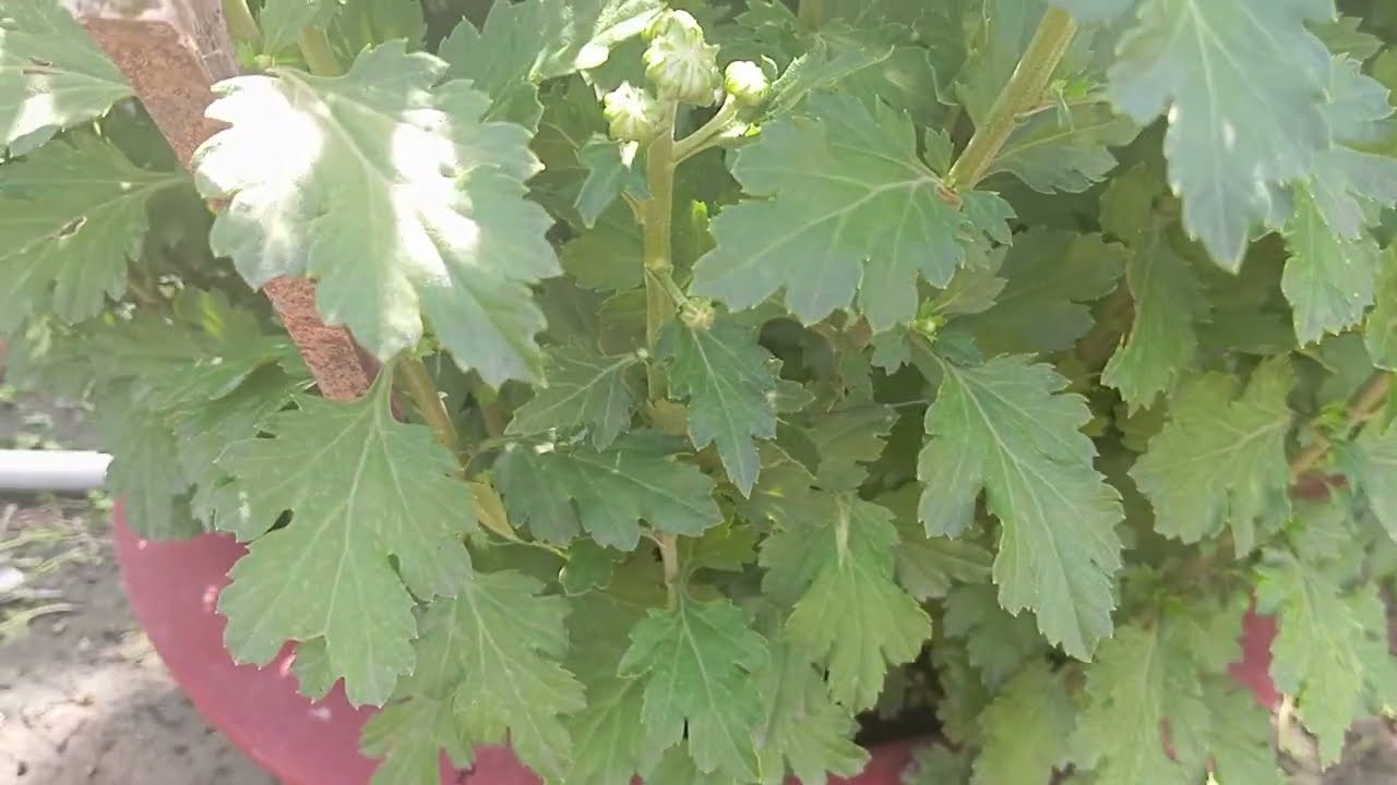 Cập Nhật Nụ Hoa Cúc Pha Lê 