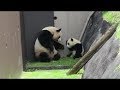 【シャンシャン可愛い動画まとめ】ママの隣が一番好き💕 Baby panda loves being next to mummy【パンダ赤ちゃんチャンネル 】