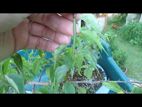 PRUNUS MUME 4ª parte, PODA EN RAMAS FUERTES