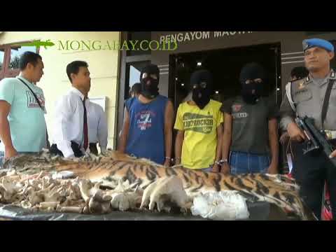 Harimau Sumatera Gunung Leuser lindungi atau punah