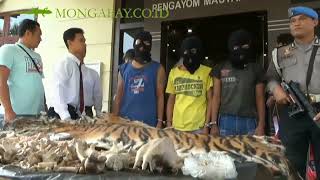 Harimau Sumatera Gunung Leuser lindungi atau punah