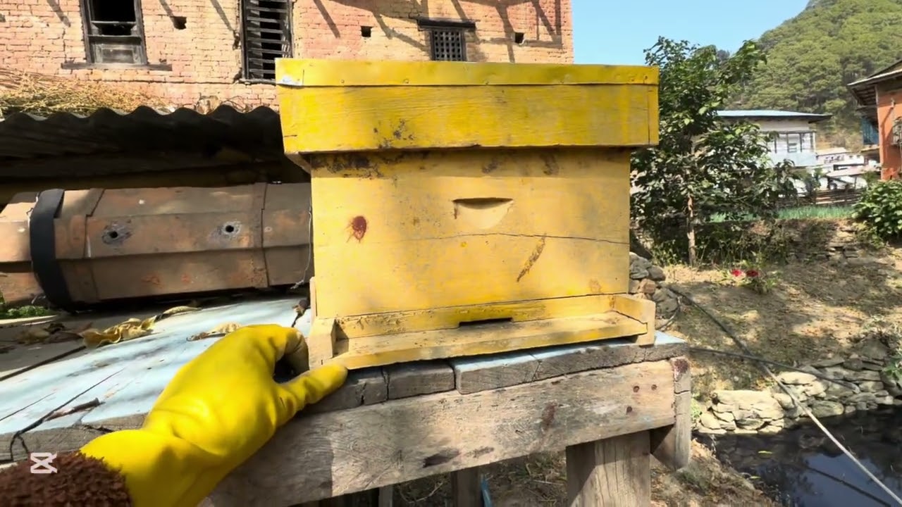 मैनपुतली बाट मौरीलाई कसरी बचाउन सकिन्छ?