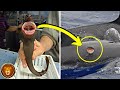 Las Especies De Tiburones Más Temibles De Las Que Nunca Has Oído Hablar