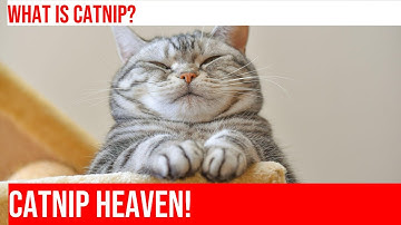 Cats and their Favorite Playmate: Catnip Mice!