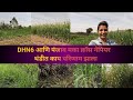 #DHN6 आणि #पंजाबमका क्रॉस नेपियर वरती थंडीमध्ये काय परिणाम झाला? सध्या बेन अवेलेबल का नाही?