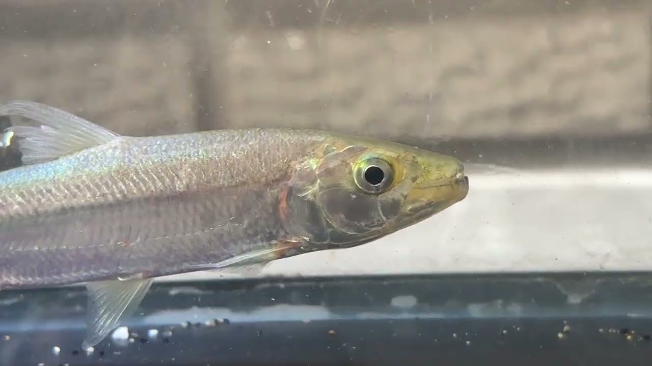 アクアショップ かのう 大型魚