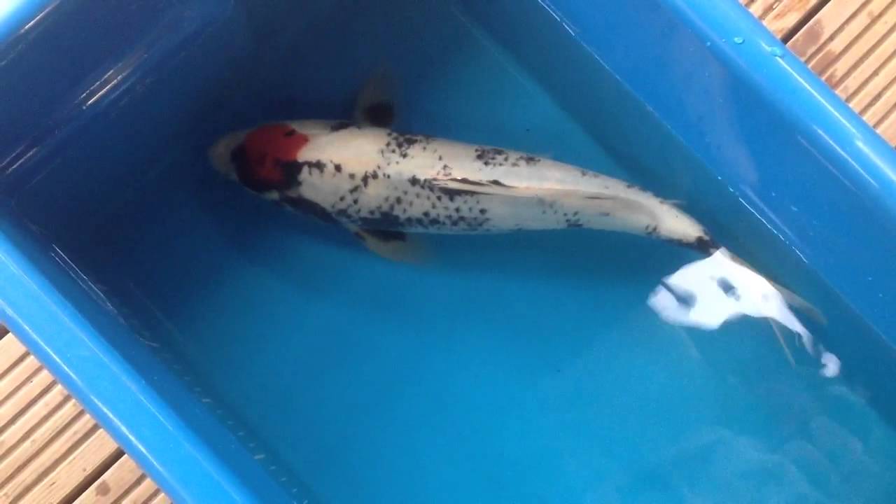 Boddington Koi Tancho Showa JK15330 YouTube