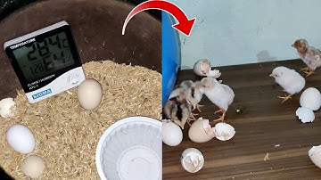 Home Egg Incubator Result Made From Clay Pot