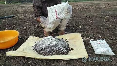 Use Of Trichoderma in Plant Protection