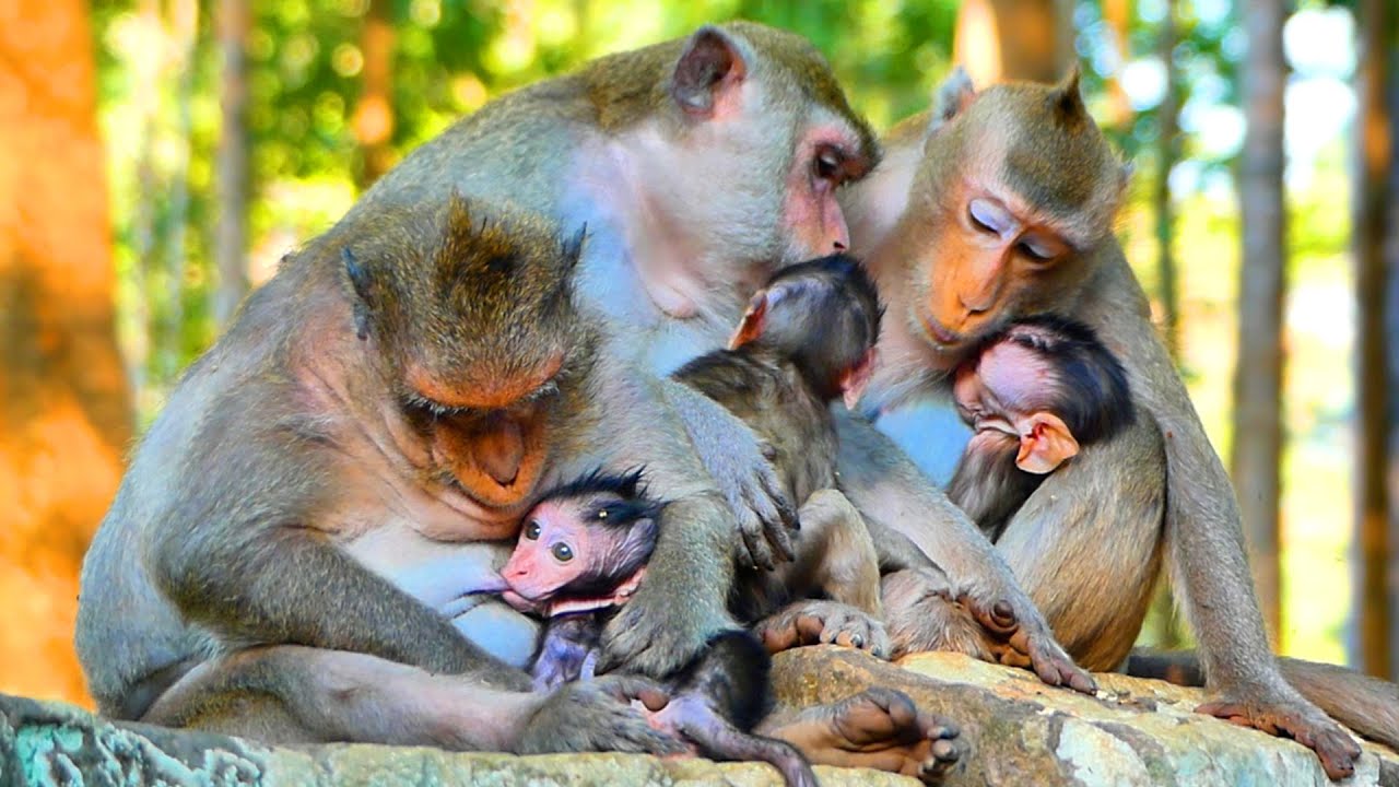 Primate monkey.../Mother is perfect comforting her lovely babies.../Terrific life baby.../Nice clip