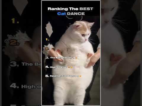 Ranking The Best Cat Dance