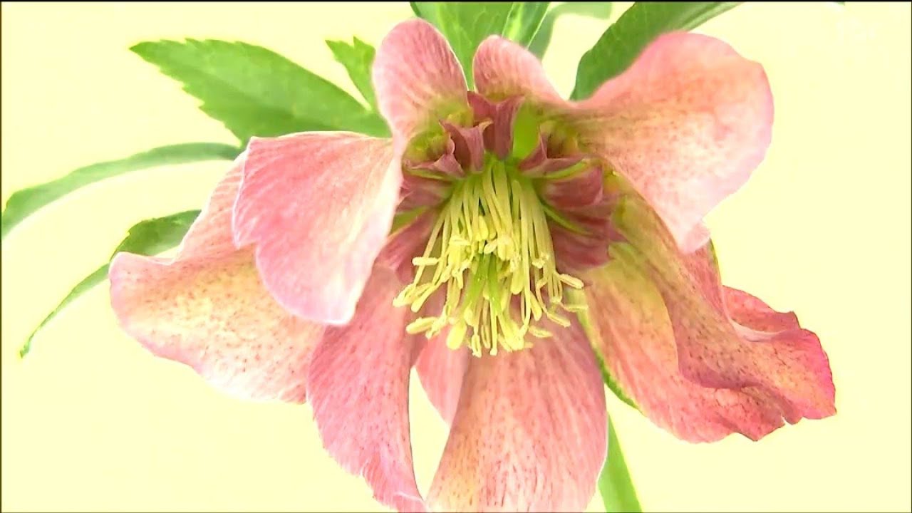 冬の貴婦人」クリスマスローズの展示即売会 宮城・村田町 - YouTube