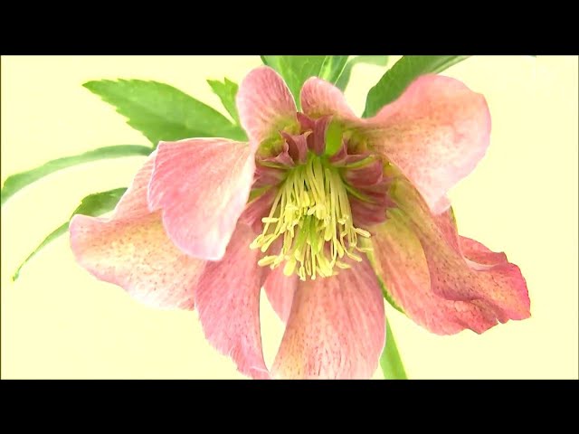 冬の貴婦人」クリスマスローズの展示即売会 宮城・村田町 - YouTube