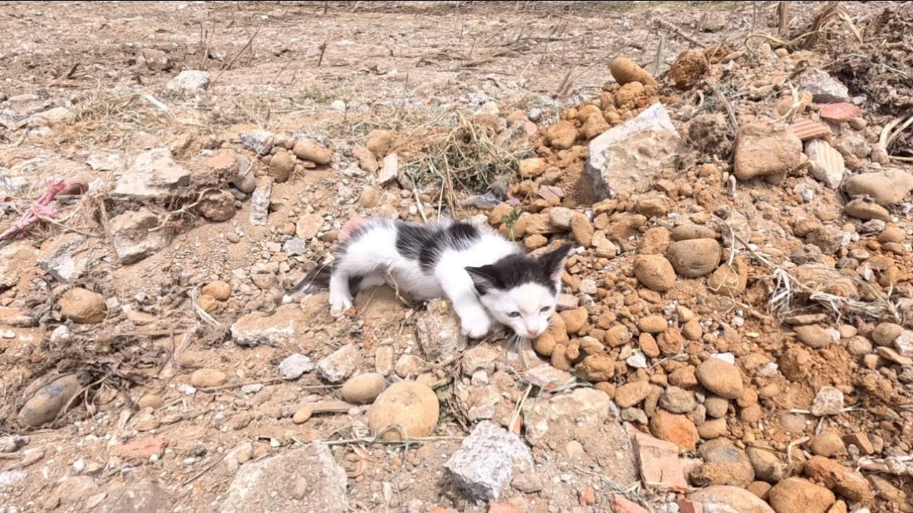 Rescuing a Helpless Kitten Left Crawling on the Road – Will She Survive ...