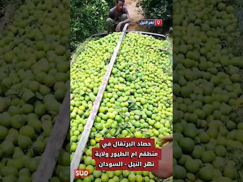 برتقال منطقة ام الطيور ولاية نهر النيل السودان