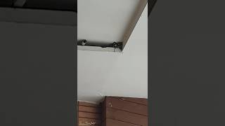 Cute Baby Swallows Asking for Food | Adorable Bird Short
