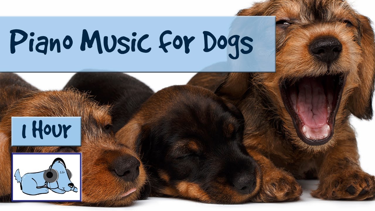 relaxing music for dogs youtube