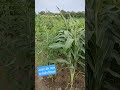 Pigeonpea Sorghum Intercropping Cultivation Pigeonpea Sorghum Intercropping Cultivation
