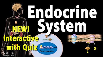NEW: INTERACTIVE with Quiz: Endocrine System Overview, Animation