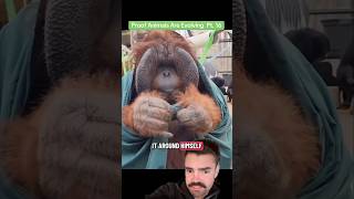 INCREDIBLE footage of orangutan dressing himself… #nature
