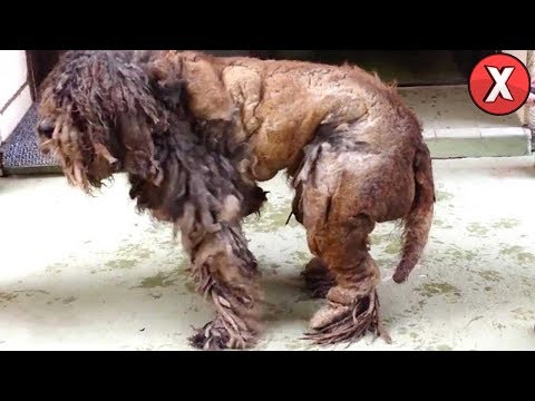 Abandonado em um porão por 7 anos, você não vai acreditar como ele ficou Abandonado em um porão por 7 anos, você não vai acreditar como ele ficou